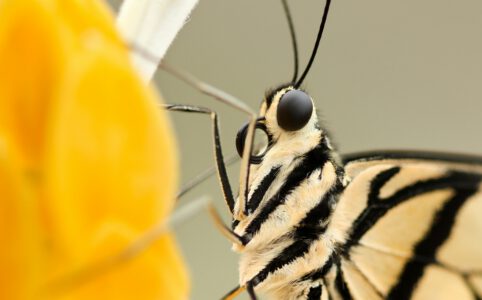 Schmetterling saugt netter aus einer Blume. Nahaufnahme